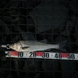 フッコ（マルスズキ）