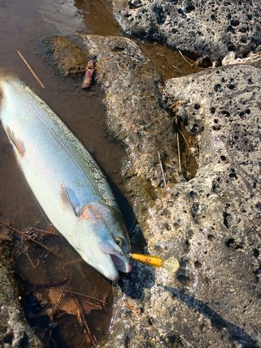 ニジマスの釣果