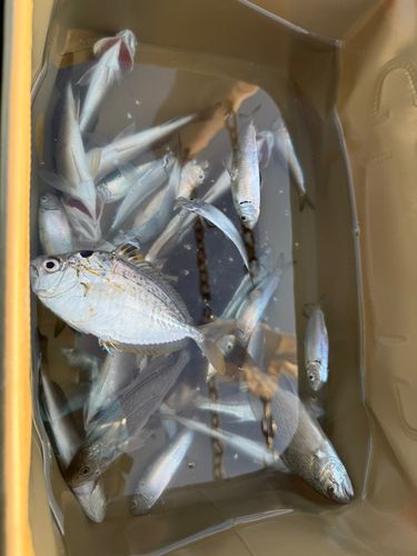 イシモチの釣果