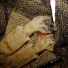 ヤリイカの釣果