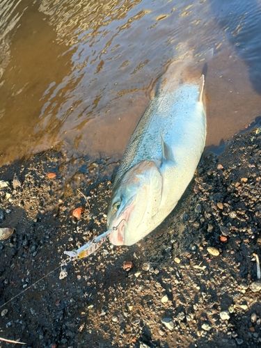 ニジマスの釣果
