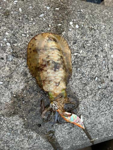 アオリイカの釣果