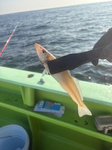 シロギスの釣果