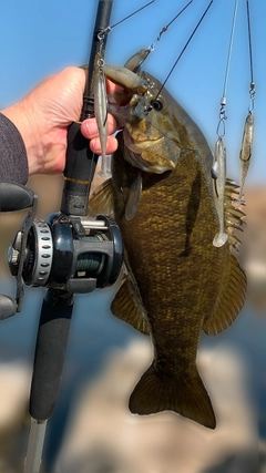 スモールマウスバスの釣果