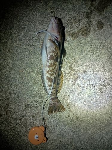 アイナメの釣果