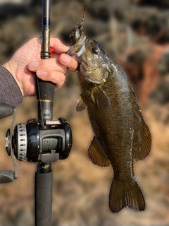 スモールマウスバスの釣果