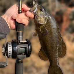 スモールマウスバス