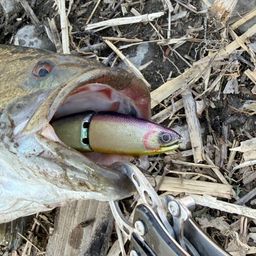 スモールマウスバス