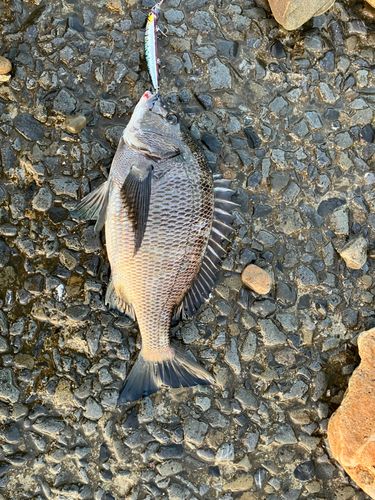 チヌの釣果