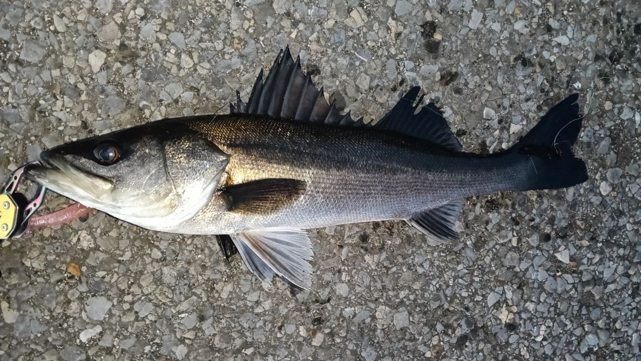 YAMAGA Blanks バリスティック TZ ナノ 94Mの最安値・インプレ・釣果