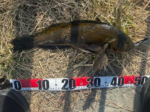 アイナメの釣果