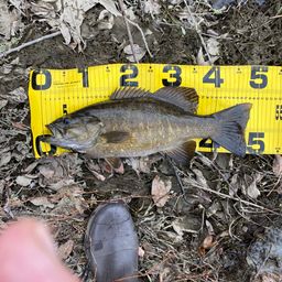 スモールマウスバス