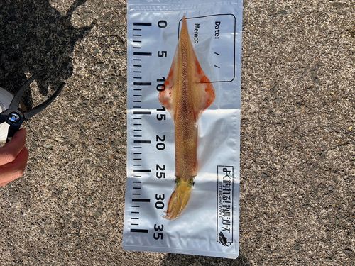 ヤリイカの釣果