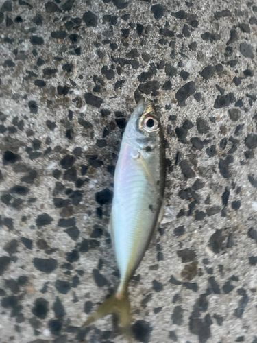 セイゴ（マルスズキ）の釣果