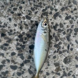 セイゴ（マルスズキ）