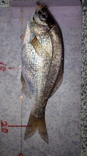 ウミタナゴの釣果