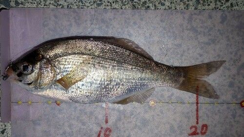 ウミタナゴの釣果