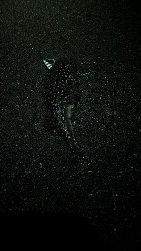 クサフグの釣果