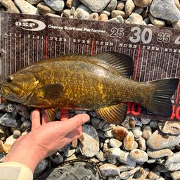 スモールマウスバス