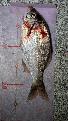 ウミタナゴの釣果