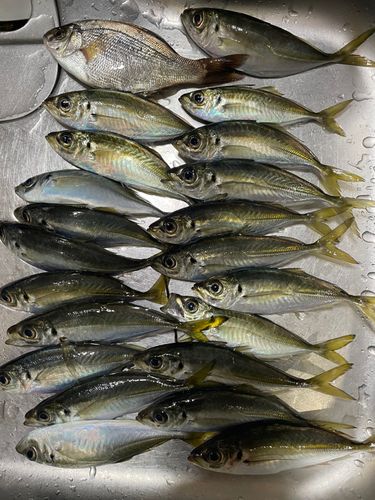 アジの釣果