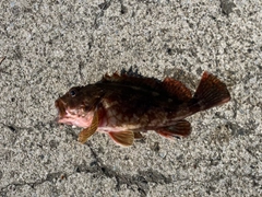 カサゴの釣果