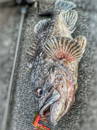 クロソイの釣果