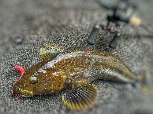 アイナメの釣果