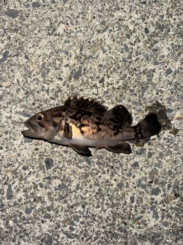 クロソイの釣果