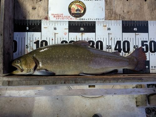 足柄キャスティングエリア