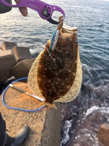 ヒラメの釣果