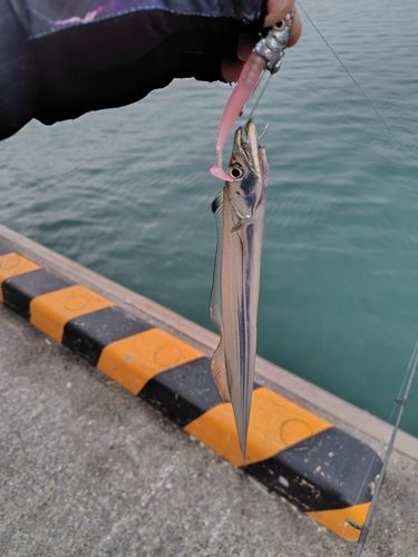 タチウオの釣果