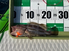 コモンハタの釣果