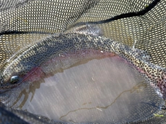 トラウトの釣果