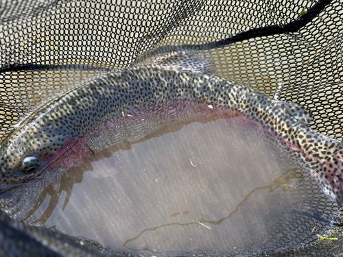 トラウトの釣果