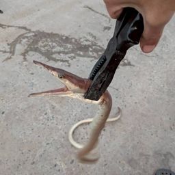 ダイナンウミヘビ