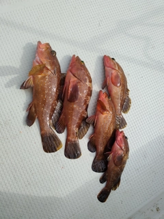 キジハタの釣果