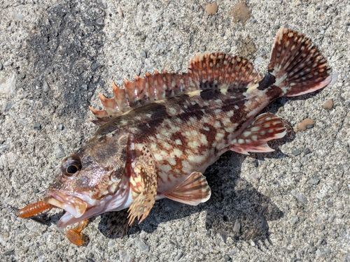 カサゴの釣果