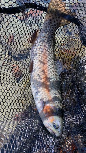うらたんざわ渓流釣場