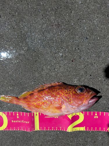 アヤメカサゴの釣果