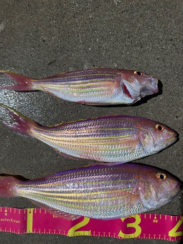 イトヨリダイの釣果