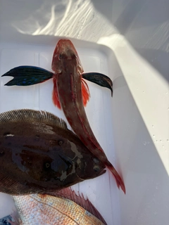 ホウボウの釣果
