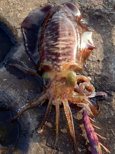 アオリイカの釣果