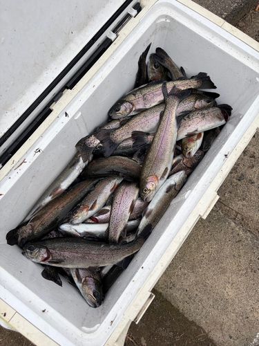 ニジマスの釣果