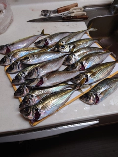 アジの釣果