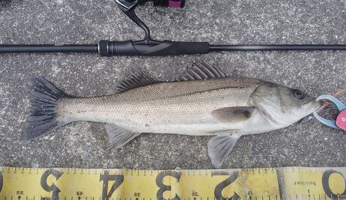 シーバスの釣果
