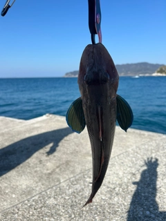 ホウボウの釣果