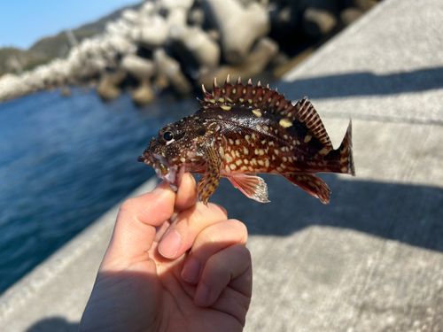 カサゴの釣果