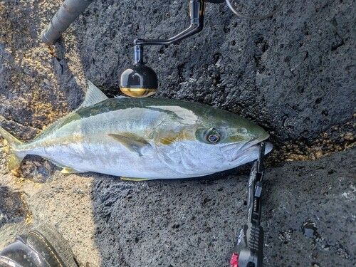 ヒラマサの釣果