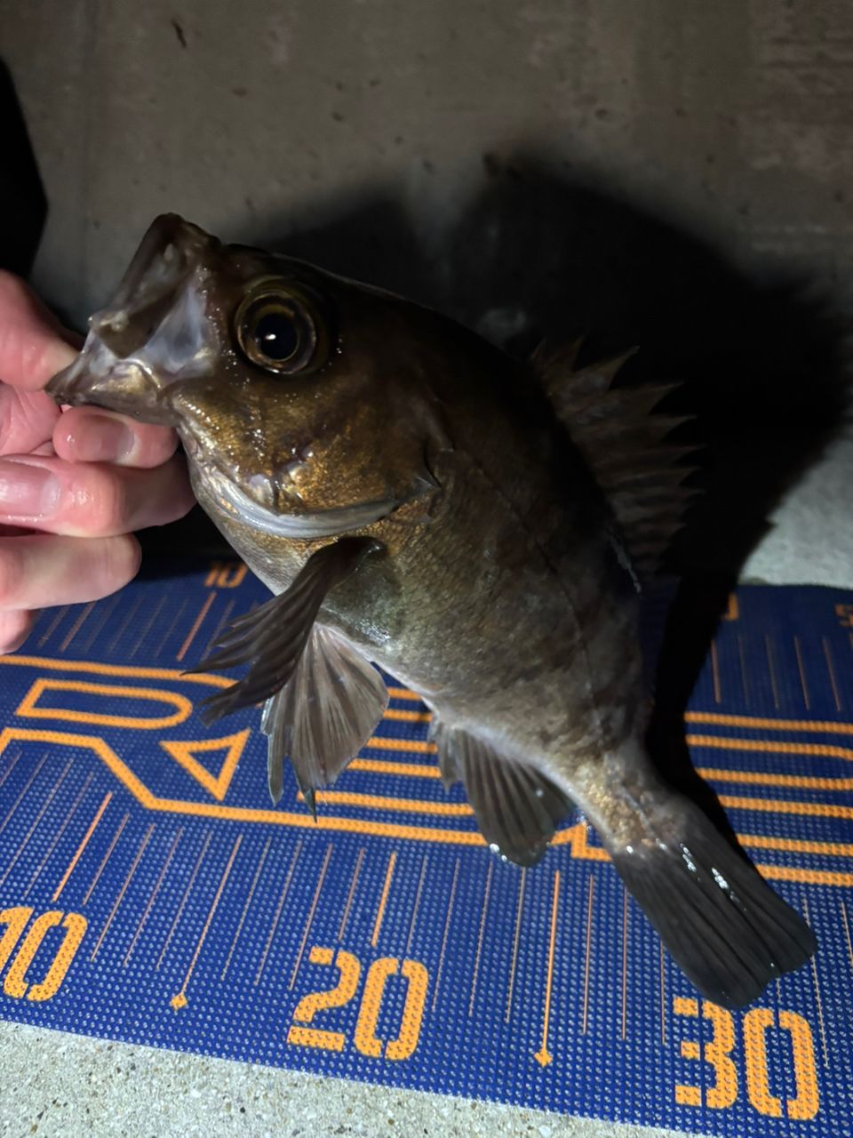 DAIWA 22HRF® (ハードロックフィッシュ) 83MH・Qの最安値・インプレ